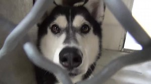 5.8K views · 398 reactions | ADOPTED - moved to SAFE Album 10/31...