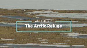 The Arctic National Wildlife Refuge is home to more than 200 species of birds and sacred land for the Gwich'in people—but it has never been in greater danger. On the Arctic Refuge Day of Action, learn more about this vast Alaskan wilderness then take action to protect this critical habitat: https://bit.ly/3wideeV | National Audubon Society