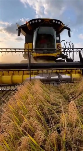 A powerful combine machine harvesting rice in a vast open field #EcoFarm #FarmToFuture #FarmSmart