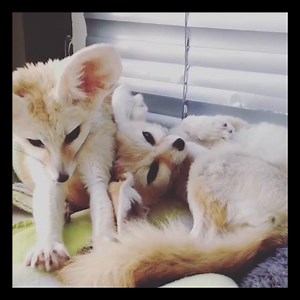 cute Fennec Fox @europefennecs | Lookat Pet