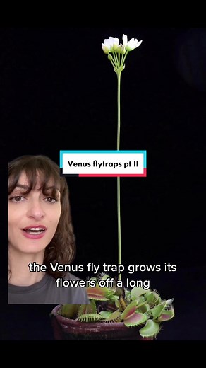 Exploring Venus Flytraps: Flower Stalks and More