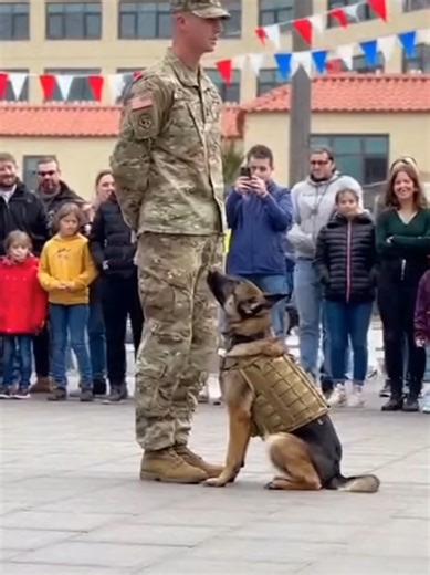 Trained Dog | Military dog ||| 🧡🧡Amazing dog 🐶🐶#dogshorts #cutedog #trendingshorts #dogvideos #funnydogs