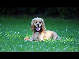 Managing Excessive Barking in Cocker Spaniels