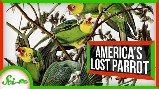 North America's lost parrot