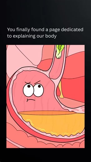 Explaining Our Body on Instagram: "The esophagus is a muscular tube that connects the throat (pharynx) to the stomach. It is about 25 cm long in adults and lies behind the windpipe (trachea). Its main function is to move food and liquids from the mouth to the stomach after swallowing. The esophagus does not digest food; instead, it serves as a passageway. At both ends are special muscles called sphincters—the upper esophageal sphincter controls entry of food, and the lower esophageal sphincter p