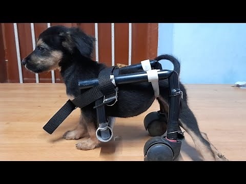 Home made PVC wheelchair for acute paraplegia in puppy