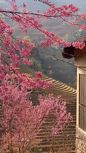 Đón mùa hoa Tớ Dày rực rỡ tại Garrya Mù Cang Chải – khi những cánh hoa hồng phớt phủ kín khắp không gian, vẽ nên bức tranh thiên nhiên sống động và nên thơ bậc nhất giữa núi rừng Tây Bắc. _ Experience the fleeting beauty of the To Day blossom season at Garrya Mu Cang Chai. As vibrant petals blanket the terraced hills, every moment becomes a memory painted in nature’s finest colors. | Garrya Mù Cang Chải
