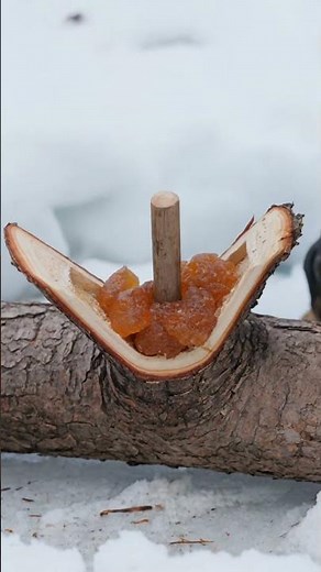 How to Craft a Primitive Pine Resin Torch for Arctic Survival