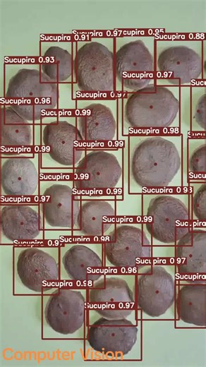 Detection Sucupira, using pytorch and vision transformers #pytorch #python #computervision #visãocomputacional