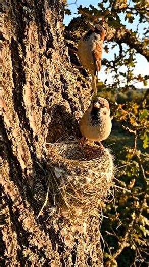 🐦“Tiny House Sparrow… but cities feel empty without it 🐦💔”