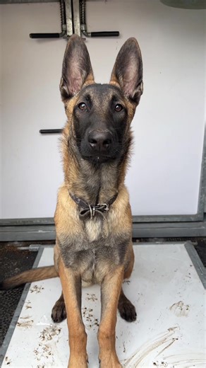 Understanding Dog Collars: Types and Uses