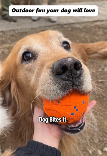 The Cheerble Wicked Ball Air keeps your dog entertained on its own! With automatic movement, bouncing, and rotation, it’s non-stop fun for your pet. #herdingball #dogsoftiktok #interactiveballfordogs #dogtoy #cheerble