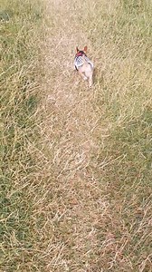 27 reactions · 5 comments | Chorkie's leg is getting stronger every day ♥️♥️♥️ | Chorkie The Chorkie | Facebook