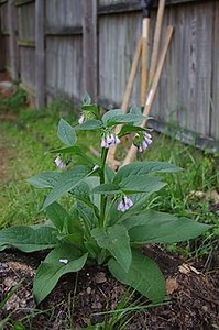 Comfrey - Alchetron, The Free Social Encyclopedia