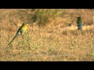 Trio of Blue-tailed Bee-eaters (Merops philippinus) in Corbett National Park