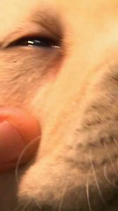 What happens when a puppy’s tear duct gets clogged