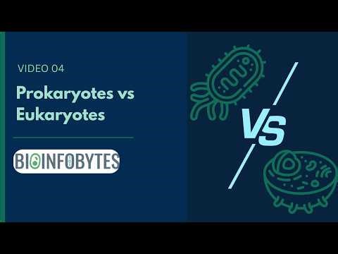 Prokaryotes vs Eukaryotes — What's the Difference? | BioinfoBytes