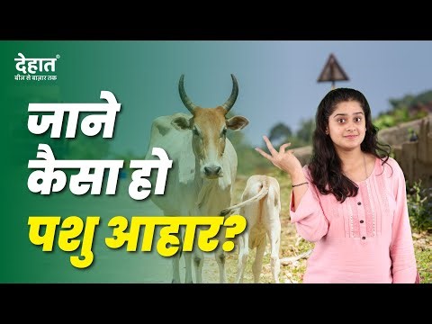 जानें कैसा हो पशु आहार? || Pashu Aahar Ke Fayde || Cattle Feed Management