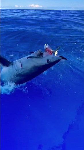 Long Fin Mako Shark Breaches Next To Fisherman! 🦈