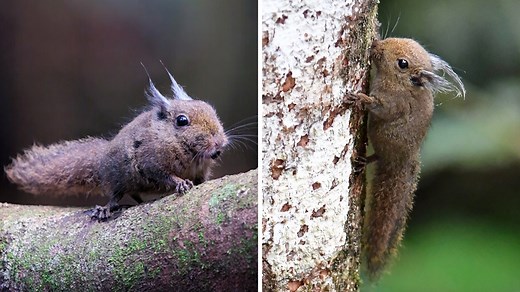12K views · 495 reactions | Tufted Pygmy Squirrel  The SMALLEST Squirrel! This tiny squirrel is so small it can fit in the palm of your hand! But how does such a tiny mammal survive in a world full of predators? #TuftedPygmySquirrel #smallestanimals #squirrel #wildlife #cutecreatures #1MinuteAnimals #adorableanimals | 1 Minute Animals | Facebook