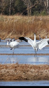 5.9K views · 228 reactions | These whooping cranes were getting...
