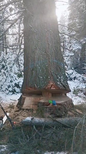 A Day of Logging the Giant Dead Tree #satisfying #asmr #tree #oddlysatisfying #fyp #giant #usa🇺🇸 | Qayupore Inc