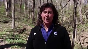 Take a Wildflower Walk with our naturalist Gia, from Explore Nature! Learn more about wildflowers and how to identify them at Spring Fest in the Woods on April 27. 🌷🌻 🌼 | Cincinnati Parks