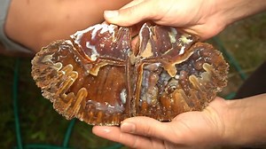 We cut open a 20 million year old fossil