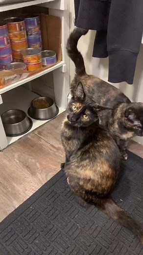 Blackberry and Eartha on TikTok