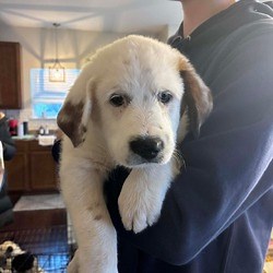 Pacific, MO - Great Pyrenees/Australian Cattle Dog. Meet Syd a Pet for Adoption - AdoptaPet.com