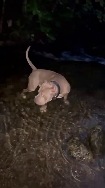 This Pitbull Is Absolutely Unbelievable—Watch His Crazy Moves