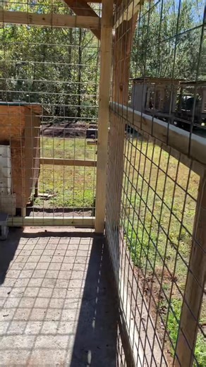 New Kennel Setup Over Here At Trimble Kennels.. #dog #dogtraining #pitbull #workingdog #viralvideo #apbt #doglover #kennel | Trimble Kennels