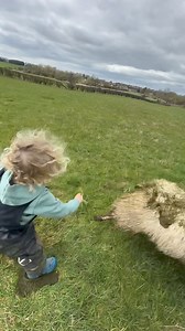 497K views · 10K reactions | Shepherd in Training Slowly training Jock up to take over the lambing. I think he’s gonna be one of those gaffers that makes a lot of noise but lets everyone else to the grafting 藍 (We’ve had 5 coupies so far today.) | The Sheep Game | Facebook