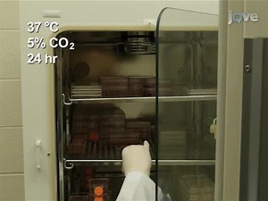 Assessing Somatic Hypermutation in Ramos B Cells after Overexpression or Knockdown of Specific Genes