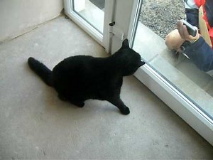 Angry cat attacks postman again