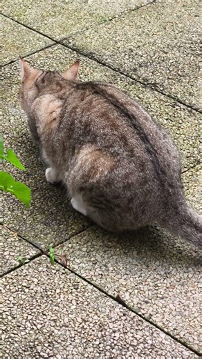 Les chats mignons sont de petites étoiles #cat #shortvideo #cute #animallife #chat ‪@sodachhim‬