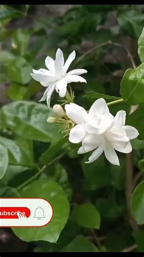 3 PRO Tips To Get Maximum Flowers in Arabian Jasmine Plant