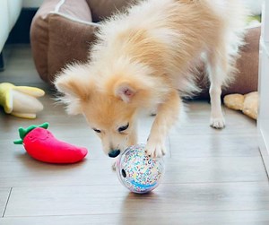 This smart ball lets you play with your pet even when you’re not home | The Express Tribune