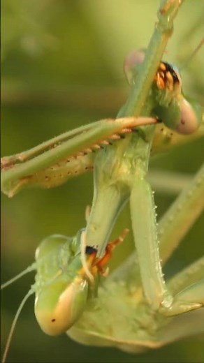 Why Do Praying Mantises Eat Each Other? | #DeepLook #Shorts