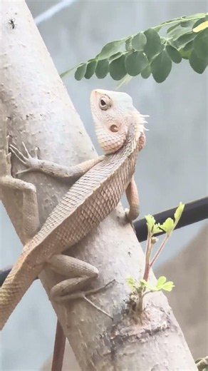 Garden Lizard Eats Ants to Fast - Domestic Discovery #reels #shorts #nature #lizard #4k #trending