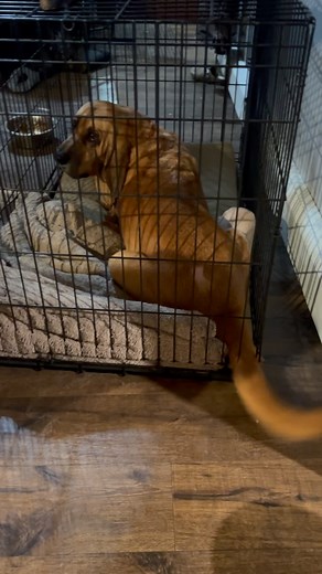 18 reactions · 3 comments | Things could be better for Opal but you know what? They could also be worse  . #bloodhounds #bloodhound #bloodhounddogs #dogsofinstagram #houndsofinstagram #hounddogs #hounds | Hound and Hound Farm | Facebook