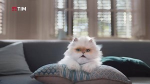 1.4M views · 2.3K reactions | Solo con #TIMSMART, grazie a TIMvision, hai sempre con te 8.000 Film, Serie e Cartoni. | TIM | Facebook