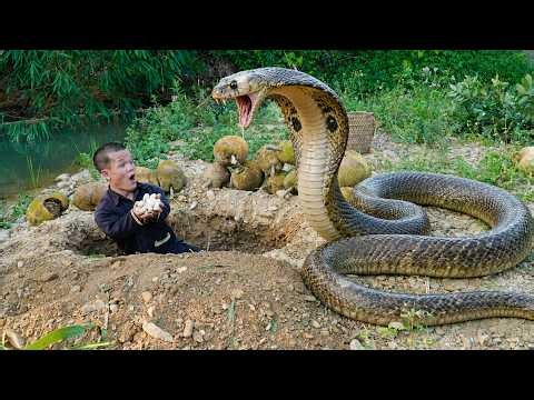 Dwarf Family Primitive Life: Encounter Giant Snake Laying Eggs - Survival in the Wilderness