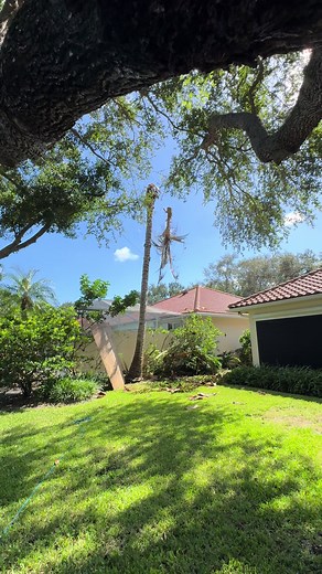 #guatemala🇬🇹 #guatemalavshonduras🇬🇹🇭🇳 #mexico🇲🇽 #treeservices #landscape @alondra @Dixie Tree Services @ibanovcastillo @🔥Lizbeth🐒🌺CN🤡 @Carlos Scissors hands