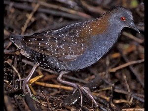 Black Rail calling in the night