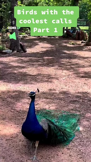 NatureIsAwesomeTV on TikTok