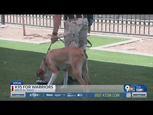 New program aims to help vets with dogs
