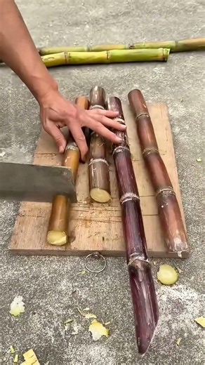 trimming sugar cane with a knife #sugarcane #harvest