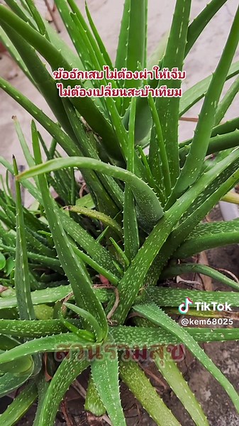 #ว่านหางจรเข้ แก้ข้อเสื่อม ข้ออักเสบ