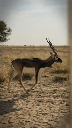 Great Indian Bustard & Black Buck Tutorial | Desert Vanyajeev #shorts